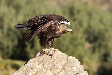 İspanyol İmparatorluk kartal. Aquila adalberti
