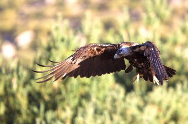  İspanyol İmparatorluk kartal. Aquila adalberti