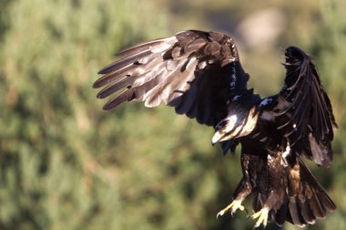  İspanyol İmparatorluk kartal. Aquila adalberti