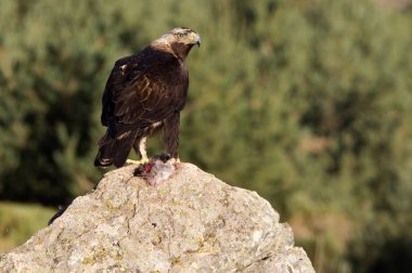  İspanyol İmparatorluk kartal. Aquila adalberti