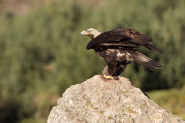 İspanyol İmparatorluk kartal. Aquila adalberti