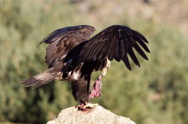  İspanyol İmparatorluk kartal. Aquila adalberti