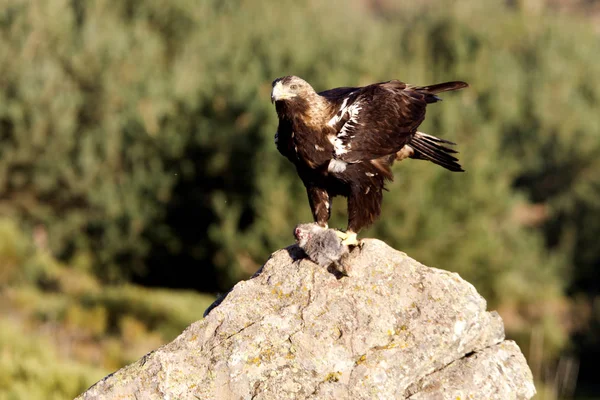 Spanyol Mparatorluk Kartal Aquila Adalberti — Stok fotoğraf