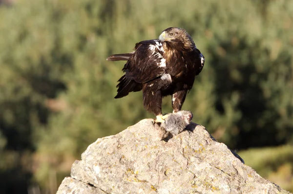 Spanish Imperial Eagle Aquila Adalberti — Stock Photo, Image