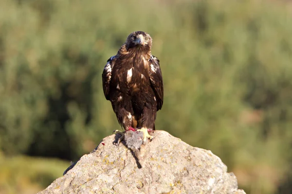 Aigle Impérial Espagnol Aquila Adalberti — Photo