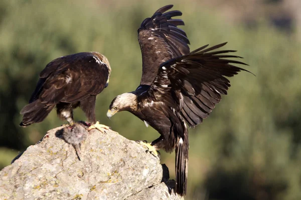 Spansk Kejsarörn Aquila Adalberti — Stockfoto