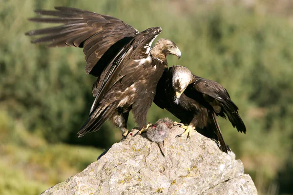 Spansk Kejsarörn Aquila Adalberti — Stockfoto