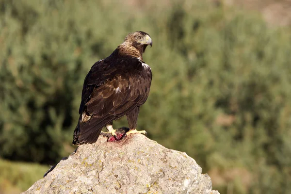  İspanyol İmparatorluk kartal. Aquila adalberti