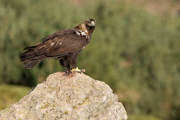 Іспанська Імперського Орла Aquila Adalberti — стокове фото