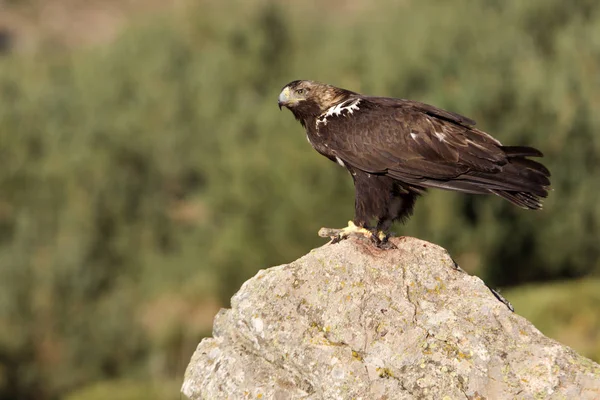 Aquila Imperiale Spagnola Aquila Adalberti — Foto Stock