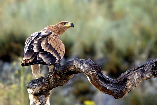 Spanish Imperial Eagle Aquila Adalberti — Stock Photo, Image