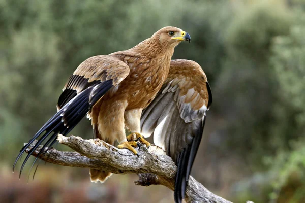 Águia Imperial Espanhola Aquila Adalberti — Fotografia de Stock