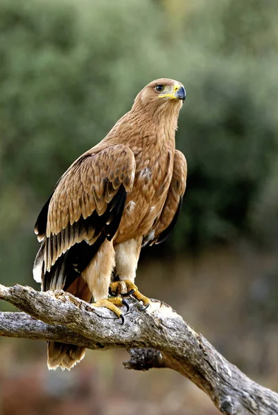 Ισπανικά Αυτοκρατορικός Αετός Aquila Adalberti — Φωτογραφία Αρχείου