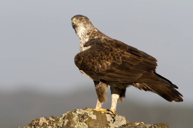 Bonelli kartalı. Aquila fasciata