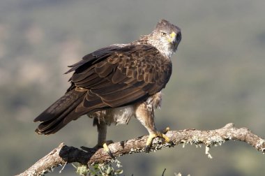 Bonelli kartalı. Aquila fasciata