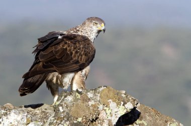 Bonelli kartalı. Aquila fasciata