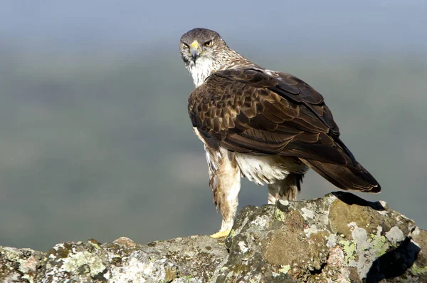 Orel Kosočtvercový Aquila Fasciata — Stock fotografie