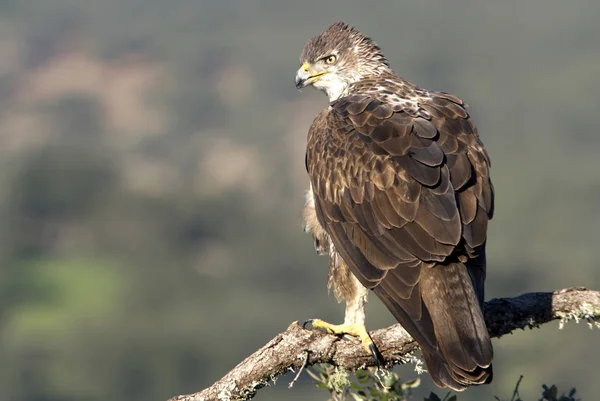 Orel Kosočtvercový Aquila Fasciata — Stock fotografie