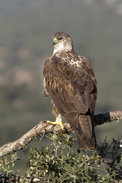 Bonellis Adler Aquila Fasciata — Stockfoto