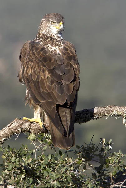 Bonelli kartalı. Aquila fasciata