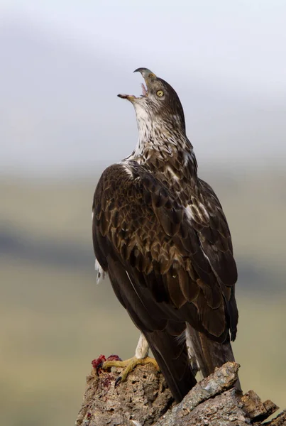 Bonellis Adler Aquila Fasciata — Stockfoto