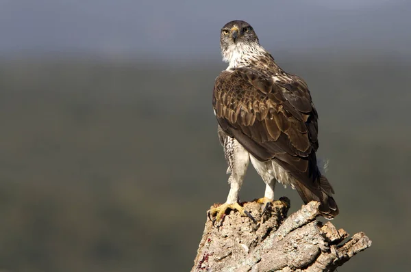 Bonellis Eagle Aquila Fasciata — Stock Photo, Image