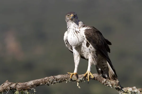 Bonelli kartalı. Aquila fasciata