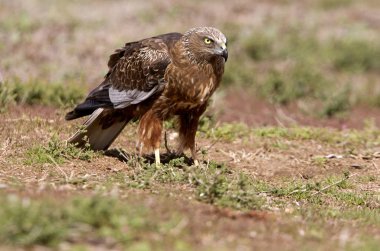Yetişkin erkeği olarak Batı marsh harrier. Sirk aeroginosus