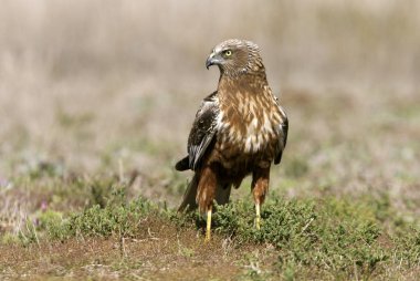 Yetişkin erkeği olarak Batı marsh harrier. Sirk aeroginosus