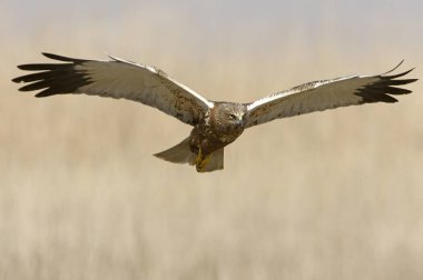 Yetişkin erkeği olarak Batı marsh harrier uçan. Sirk aeroginosus