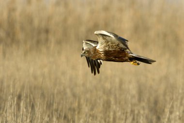 Yetişkin erkeği olarak Batı marsh harrier uçan. Sirk aeroginosus