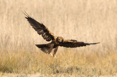 Genç Western marsh harrier, sirk aeroginosus