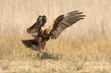 Genç Western marsh harrier, sirk aeroginosus