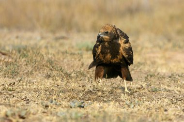 Genç Western marsh harrier, sirk aeroginosus