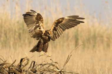 Genç Western marsh harrier, sirk aeroginosus