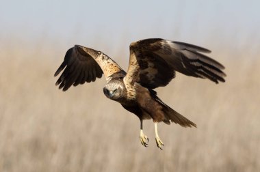 Batı marsh harrier iki ağaç yaşında erkek. Sirk aeroginosus