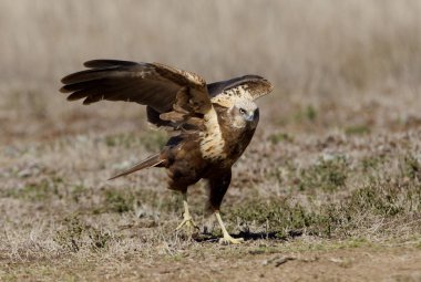 Batı marsh harrier iki ağaç yaşında erkek. Sirk aeroginosus