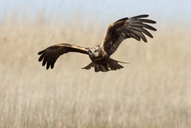 Batı marsh harrier iki ağaç yaşında erkek. Sirk aeroginosus