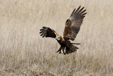 Batı marsh harrier iki ağaç yaşında erkek. Sirk aeroginosus