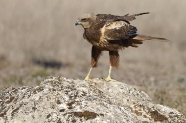 Batı marsh harrier yetişkin kadın. Sirk aeroginosus