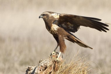 Batı marsh harrier yetişkin kadın. Sirk aeroginosus