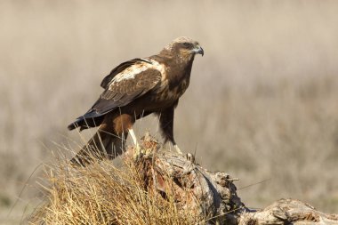 Batı marsh harrier yetişkin kadın. Sirk aeroginosus