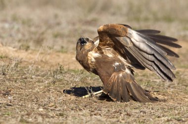 Batı marsh harrier yetişkin kadın. Sirk aeroginosus