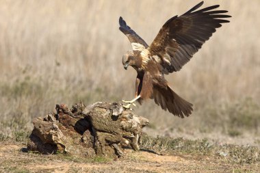 Batı marsh harrier yetişkin kadın. Sirk aeroginosus