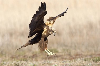 Batı marsh harrier iki ağaç yaşında erkek. Sirk aeroginosus