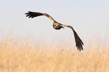 Batı marsh harrier iki ağaç yaşında erkek. Sirk aeroginosus