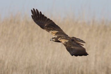 Batı marsh harrier iki ağaç yaşında erkek. Sirk aeroginosus