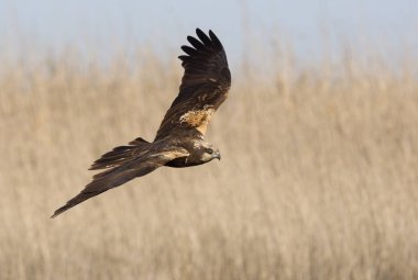 Batı marsh harrier iki ağaç yaşında erkek. Sirk aeroginosus