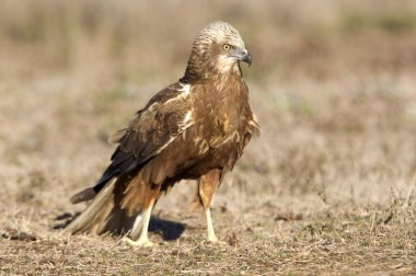 Batı marsh harrier iki ağaç yaşında erkek. Sirk aeroginosus