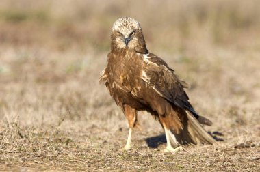 Batı marsh harrier iki ağaç yaşında erkek. Sirk aeroginosus